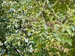 Fraxinus excelsior