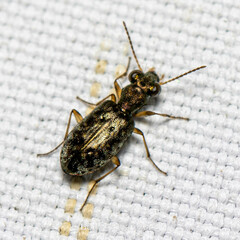 Asaphidion