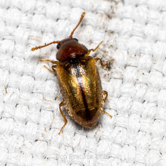 Cryptophagidae