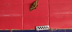 Ascalapha odorata