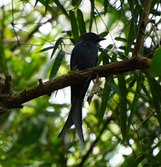 Dicrurus leucophaeus