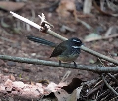 Rhipidura albogularis