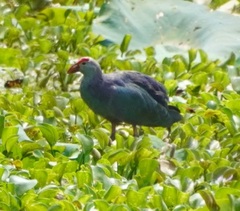 Porphyrio poliocephalus