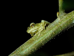 Buergeria robusta