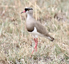 Vanellus coronatus