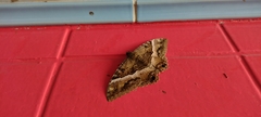 Ascalapha odorata