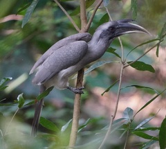 Ocyceros birostris