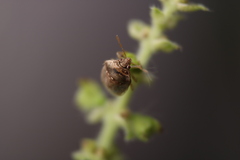Eysarcoris ventralis
