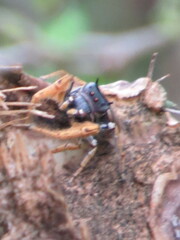 Phidippus arizonensis