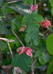 Passiflora aurantia aurantia