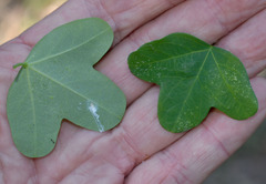 Passiflora aurantia aurantia