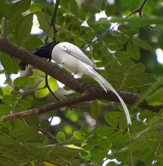 Terpsiphone paradisi