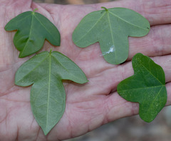 Passiflora aurantia aurantia