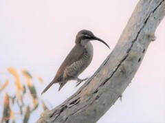 Ptiloris paradiseus