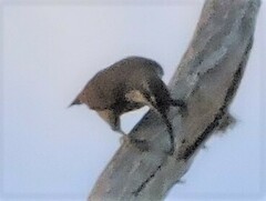 Ptiloris paradiseus