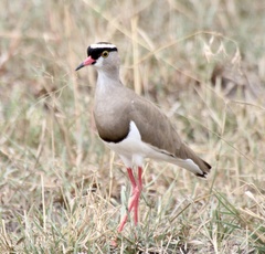 Vanellus coronatus