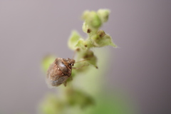Eysarcoris ventralis