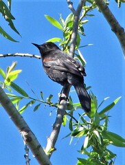 Icterus pyrrhopterus