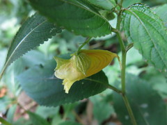 Impatiens tayemonii
