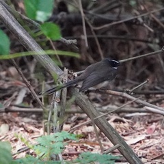 Rhipidura albogularis