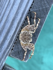 Grapsus albolineatus