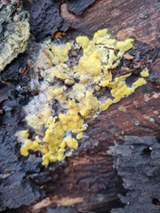 Trichoderma alni