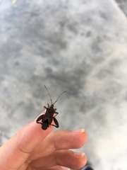 Acanthocoris scabrator