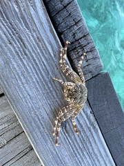 Grapsus albolineatus