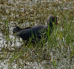 Porphyrio poliocephalus
