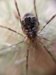Lacinius dentiger
