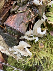 Pleurocybella porrigens