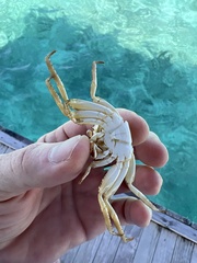 Grapsus albolineatus