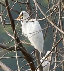 Ardea intermedia