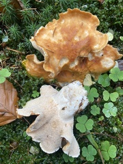 Hydnum rufescens