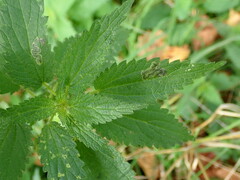 Agromyza anthracina