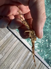Grapsus albolineatus