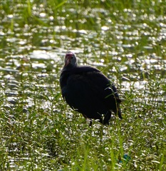 Porphyrio poliocephalus