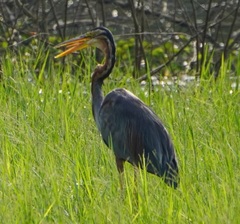 Ardea purpurea