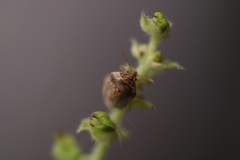 Eysarcoris ventralis