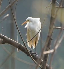 Ardea intermedia