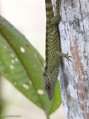 Anolis huilae