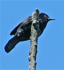 Icterus pyrrhopterus