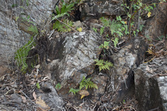 Davallia denticulata