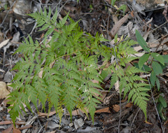 Davallia denticulata