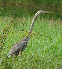 Ardea purpurea