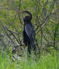 Anhinga melanogaster