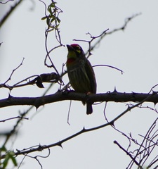 Psilopogon haemacephalus