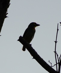 Psilopogon haemacephalus