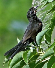 Icterus pyrrhopterus