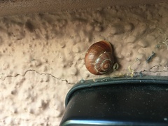 Cepaea